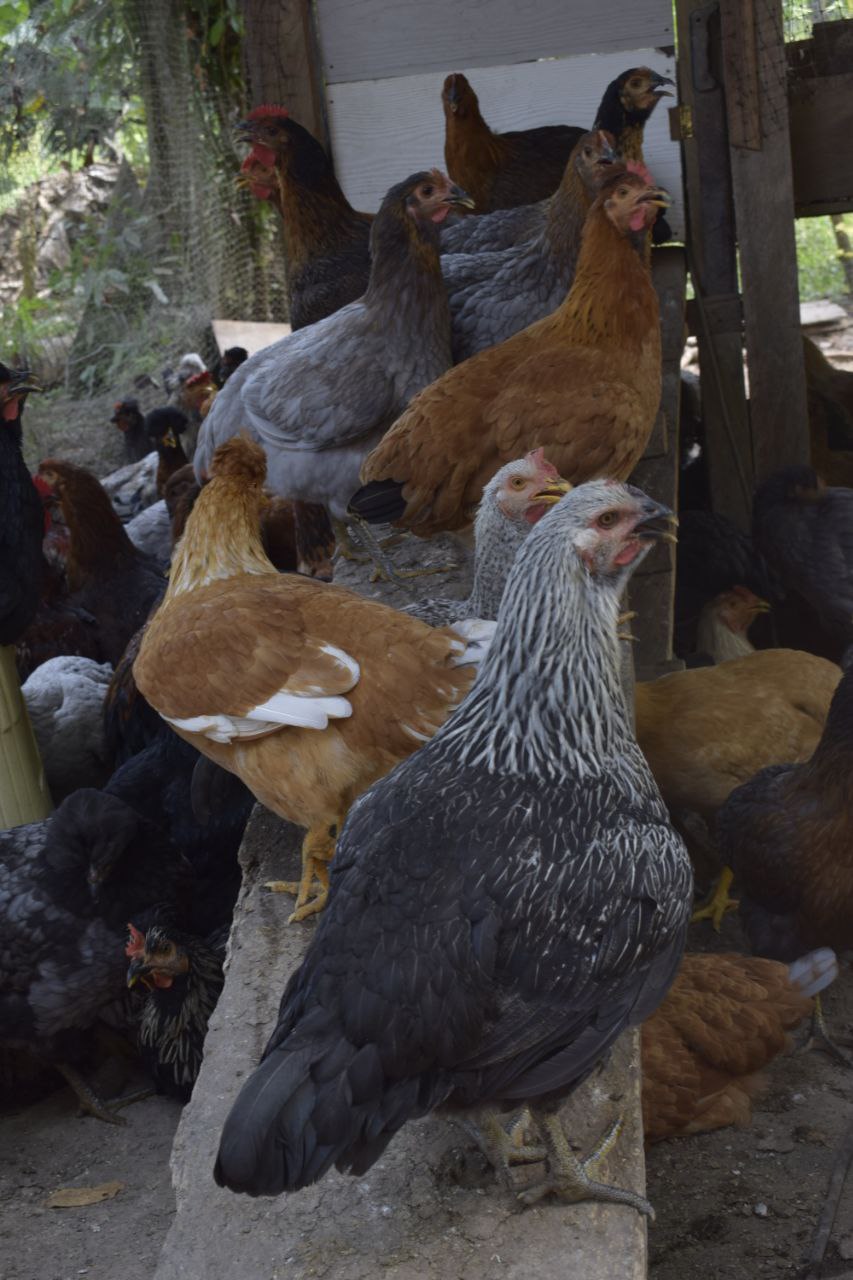 Gallinas criollas en pie 
