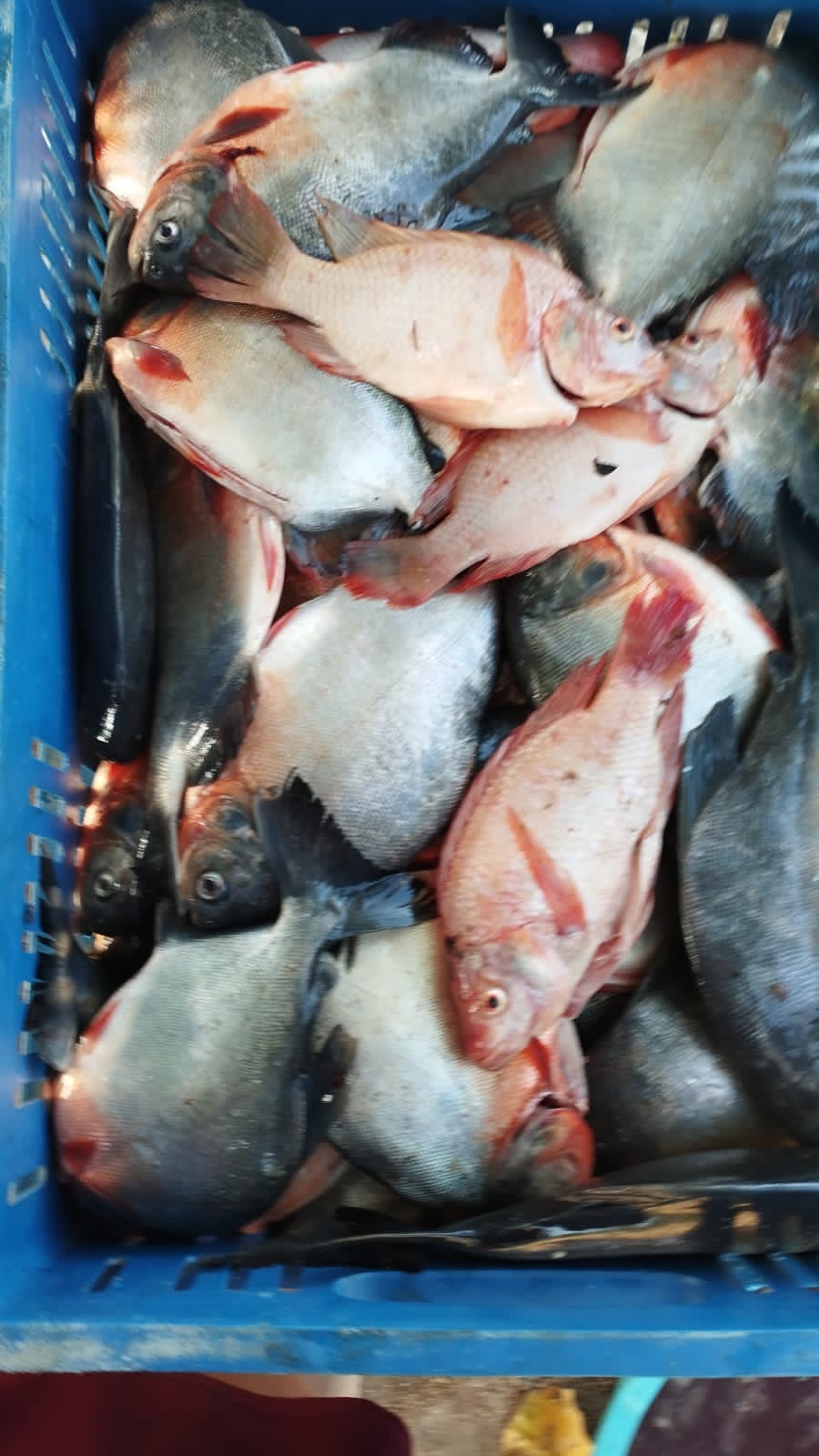 Mojarra Roja