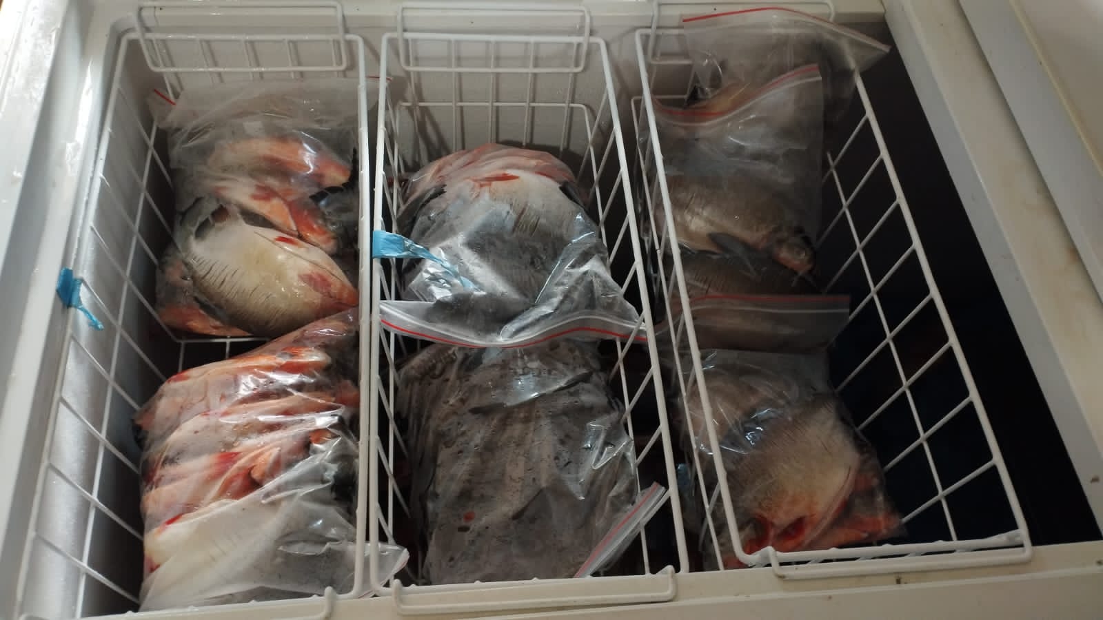 Mojarra Roja