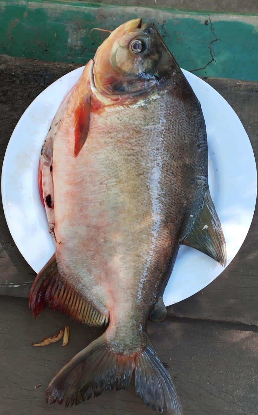 Cachama