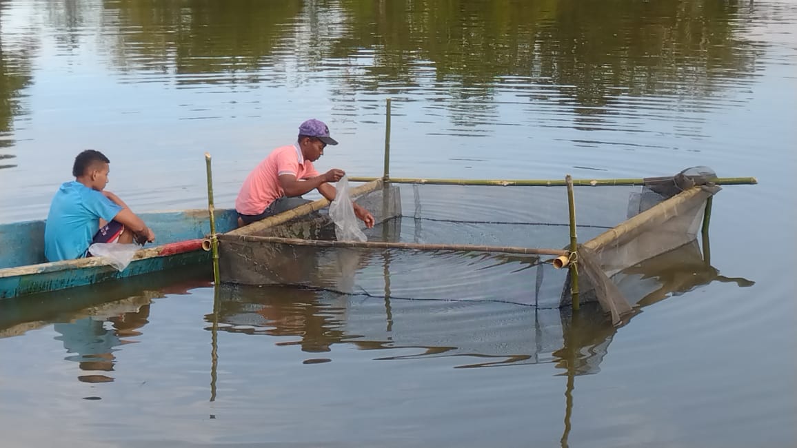 Mojarra Roja