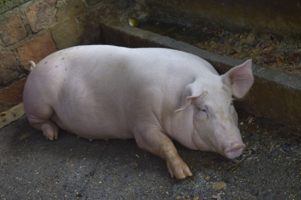 Cría y engorde de cerdos
